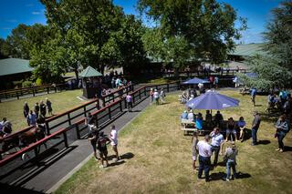 Outdoor parade ring at Karaka.